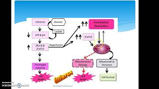 ISCHEMIA REPERFUSION INJURY [upl. by Boff]