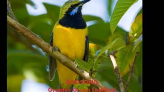 birdsong Greater Green Leafbird [upl. by Flss]