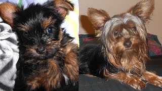 Yorkie Puppy Growing Up [upl. by Ybeloc]