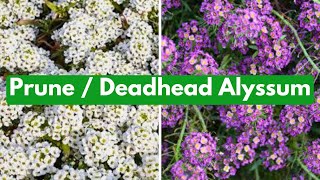 Cut Back Alyssum For More Blooms [upl. by Roi]