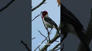 Canto Magnífico do Cardealdonordeste na Caatinga [upl. by Dill418]