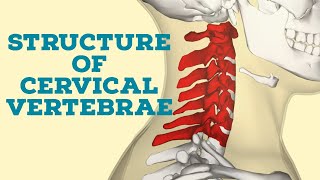 structure of cervical vertebrae [upl. by Yenhoj10]