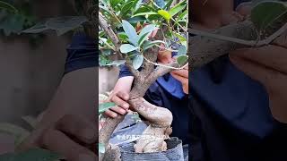 The Art of Patience A Beginners Guide to Growing a Chinese Bonsai Tree from Seed bonsaiideasnature [upl. by Ahseral]