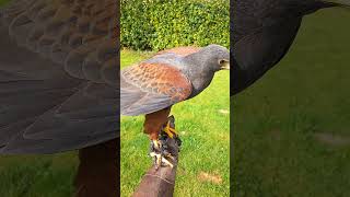 HARRIS HAWK ON FALCONERS GLOVE [upl. by Iderf]