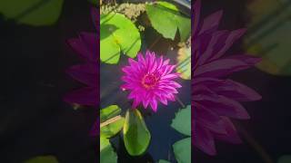 💕 Todays waterlily beauties 💕 Ammuz vlog [upl. by Horowitz]