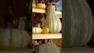 calabazas de halloween paranormal halloween misterio curiosidades [upl. by Ardnik]