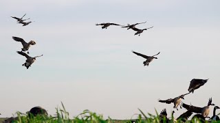 Goose Hunting 2021 GEESE at our FEET Lesser Band [upl. by Mik]