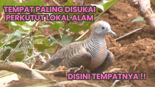 TEMPAT PALING DISUKAI PERKUTUT LOKAL ALAM [upl. by Olivier]