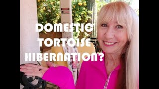 Domestic Mojave Desert Tortoise hibernation  What do I do with my tortoises in the wintertortoise [upl. by Anaahs355]