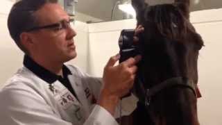 Measuring Equine IOP with the TONOVET tonometer  user video [upl. by Iarahs405]