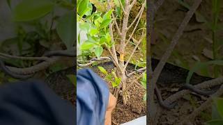 Process ficus microcarpa cutting for fast bonsainature bonsai junbonsai microcarpa bonsai [upl. by Warchaw]