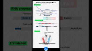 Transcription RNA Processing and translation mRNA and Protein Synthesis Ribosome mRNA and tRNA [upl. by Otcefrep]