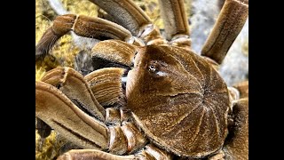 Theraphosa stirmi pairing with never before seen footage [upl. by Anneiv293]