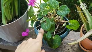 A Wonderful World of Plants  Indoor and Outdoor Plants  Vlog [upl. by Heffron664]