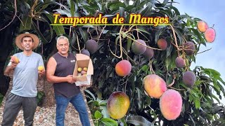 Cortando Mangos Petacónes muy buenos en el Ojo de Agua con mi Tío  Zamora Aventurero [upl. by Jain]