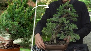 Design a Juniper Bonsai [upl. by Slavin361]