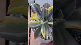 Echeveria Metálica variegada suculents plants suculentas plantas flores shortvideo shorts [upl. by Manoop]