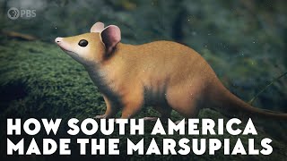 How South America Made the Marsupials [upl. by Solahcin]