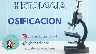 Histología para Medicina Osificación endocondral [upl. by Wengert867]