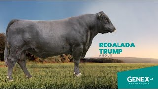 RECALADA TRUMP  TOURO ANGUS [upl. by Raeann]