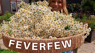 Feverfew HEALS WHAT Why We Grow It Healing Benefits How to Harvest amp How to Dry Garden How To [upl. by Iew]