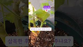 가지치기삽목한 후 물은 언제 주나요Shorts물주는방법언제물주기가지치기제라늄관리 gardening 반려식물 [upl. by Tiernan]