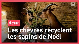 🎄🌍 Quand les chèvres recyclent nos sapins de Noël [upl. by Sal]