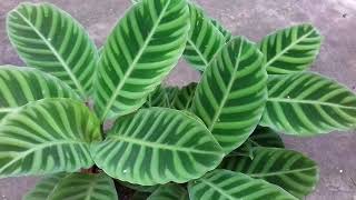 Calathea Zebrina Plant care in malayalam [upl. by Fessuoy]