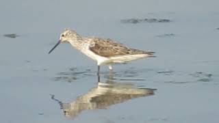 Common Greenshank Tringa nebularia  Budai Salt Pans Taiwan [upl. by Eednar]