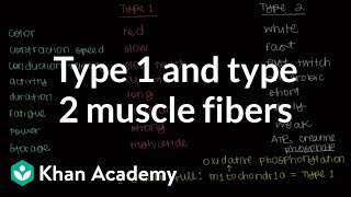 Type 1 and type 2 muscle fibers  Muscularskeletal system physiology  NCLEXRN  Khan Academy [upl. by Martz]