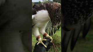 Rufous bellied eagle [upl. by Cadell]