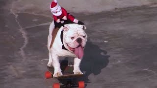 Otto The Skateboarding Dog  Pets Factor [upl. by Divadnahtanoj]