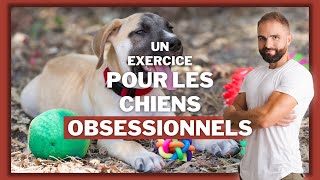 Exercice pour les chiens obsessionnels [upl. by Gard]