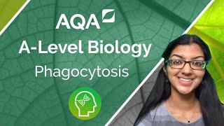 AQA A level Biology Phagocytosis [upl. by Ansell]