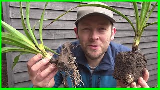 How to Grow Yucca Plants from Cuttings [upl. by Joyan467]