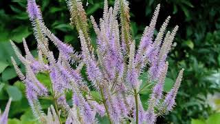 クガイソウVeronicastrum japonicum 01230615ガイコツ山 [upl. by Mccowyn]