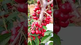 New technique for growing cherry tree cherry cherrygrafting farming viral shorts [upl. by Eeznyl]