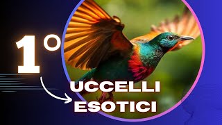 Uccelli Esotici Le Specie Più Belle del Mondo  Guida Completa  Episodio 1 [upl. by Aridatha]