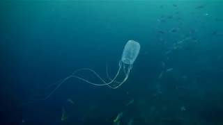 Dangerous Animals The Box Jellyfish [upl. by Niwdla848]