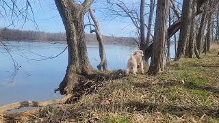 Potomac River Algonkian park and Poodle Miniature [upl. by Allyce807]