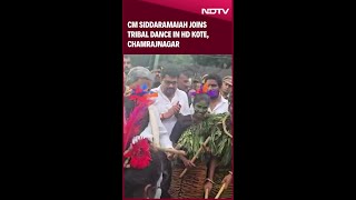 CM Siddaramaiah Joins Tribal Dance In HD Kote Chamrajnagar [upl. by Bendix]