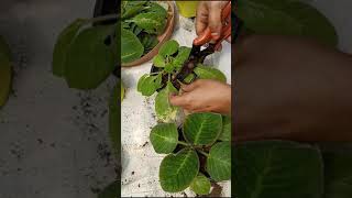 How to propagate Gloxinia from one leaf [upl. by Eesak]