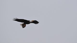 SWFL Bald Eagles Harriet quot Buzzing the Towerquot [upl. by Ppilihp]