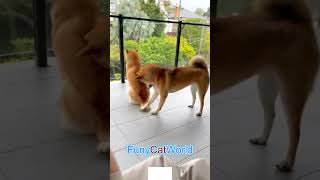 Funniest Cats and Dogs cat funnyanimal kitten [upl. by Nohsyt508]