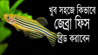 খুব সহজে আমরা কিভাবে জেব্রা মাছ কে ব্রিড করাতে পারি । How to Breed Zebra Danio Fish in Bangla [upl. by Joses]