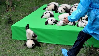 AWW SO CUTE BABY PANDAS Playing With Zookeeper  Funny baby pandas  Baby panda falling [upl. by Sirovart]