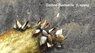 Calicut Goose barnacle [upl. by Cressler]