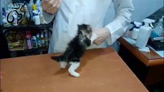 tiny angry cat at vet clinic [upl. by Fillbert257]