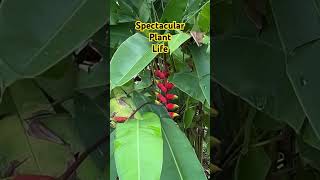 Philippine plants philippines plants beautiful province [upl. by Jeniffer]