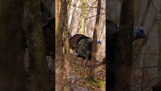 Gobbling Turkey In The Woods Spring’s 2nd Best Sound 🔊 turkeyhunting hunting spring [upl. by Urion]